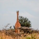 Explore a, girraffe at Lukenya Wildlife enjoying the fog.