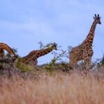 Explore Three giraffes in Lukenya Wildlife Conservancy enjoying their breakfast.