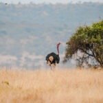 Explore ostrich, lukenya, wildlife, safari