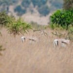Explore Antelope or Gazzelles enjoying a warm day ouside at Lukenya Wildlife