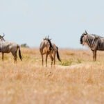 Explore stunning pictures of wildlife at Lukenya Safaris