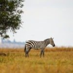 Explore zebra, alone, in the wild, lukenya, animals, preserve