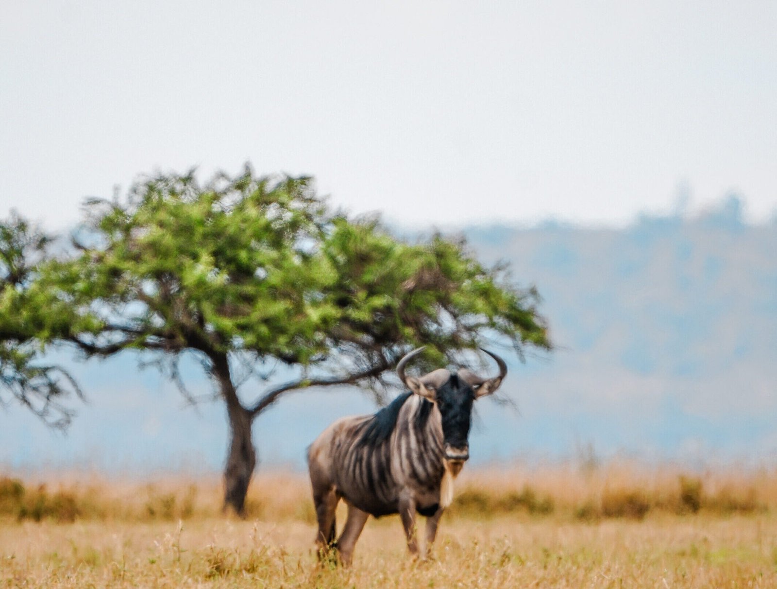 Home picture of oryx at Lukenya wildlife conservancy.