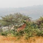 Explore girraffe, eating, long neck, lukenya