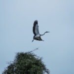 Explore take off, bird, lukenya, trees, conserving, white and black bird, flying