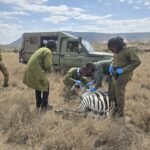 Explore picture of rangers saving a zebra in lukenya wildlife safaris