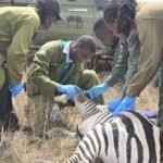 Explore picture of rangers saving a zebra in lukenya wildlife safaris