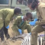Explore picture of rangers saving a zebra in lukenya wildlife safaris