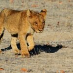 Explore lion, cub, feline, animal, nature, animal world, wildlife, wildlife photography, wild animal, wilderness, lukenya, africa, safari, lion cub