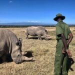 Explore Ranger supervises northern white rhinos in Ol Pejeta Conservancy, Kenya wildlife.