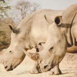 Explore Two white rhinos grazing in a South African wildlife park with a ranger nearby.