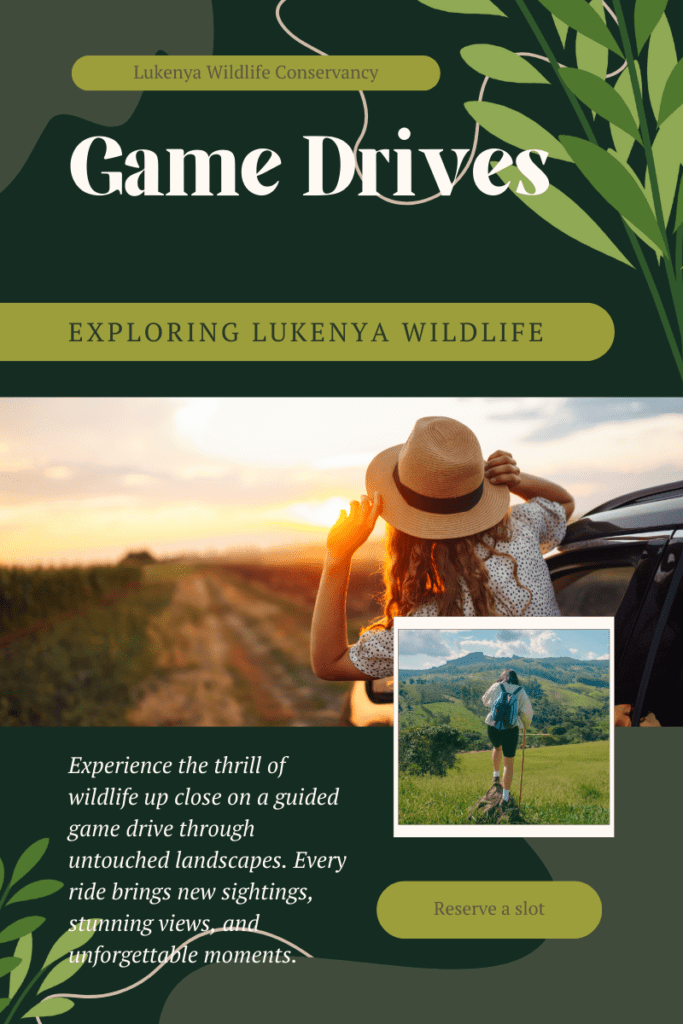 safari, game drive, poster