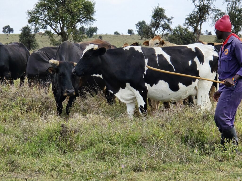cattle, lukenya, wildlife, conservancy
