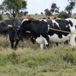 Explore cattle, lukenya, wildlife, conservancy